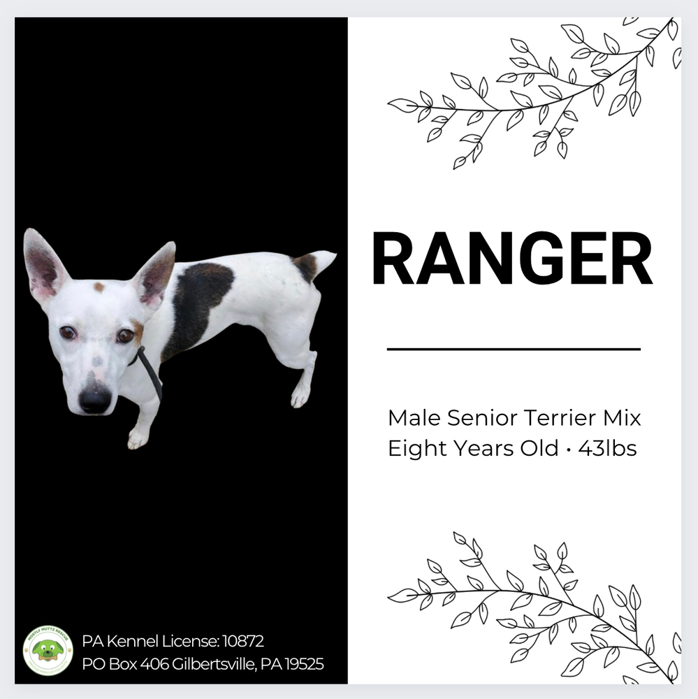 Enlarge Ranger, a Adoptable mixed breed in Pottstown, PA image 5/11
