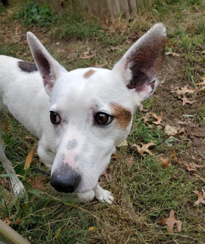 Enlarge Ranger, a Adoptable mixed breed in Pottstown, PA image 6/11