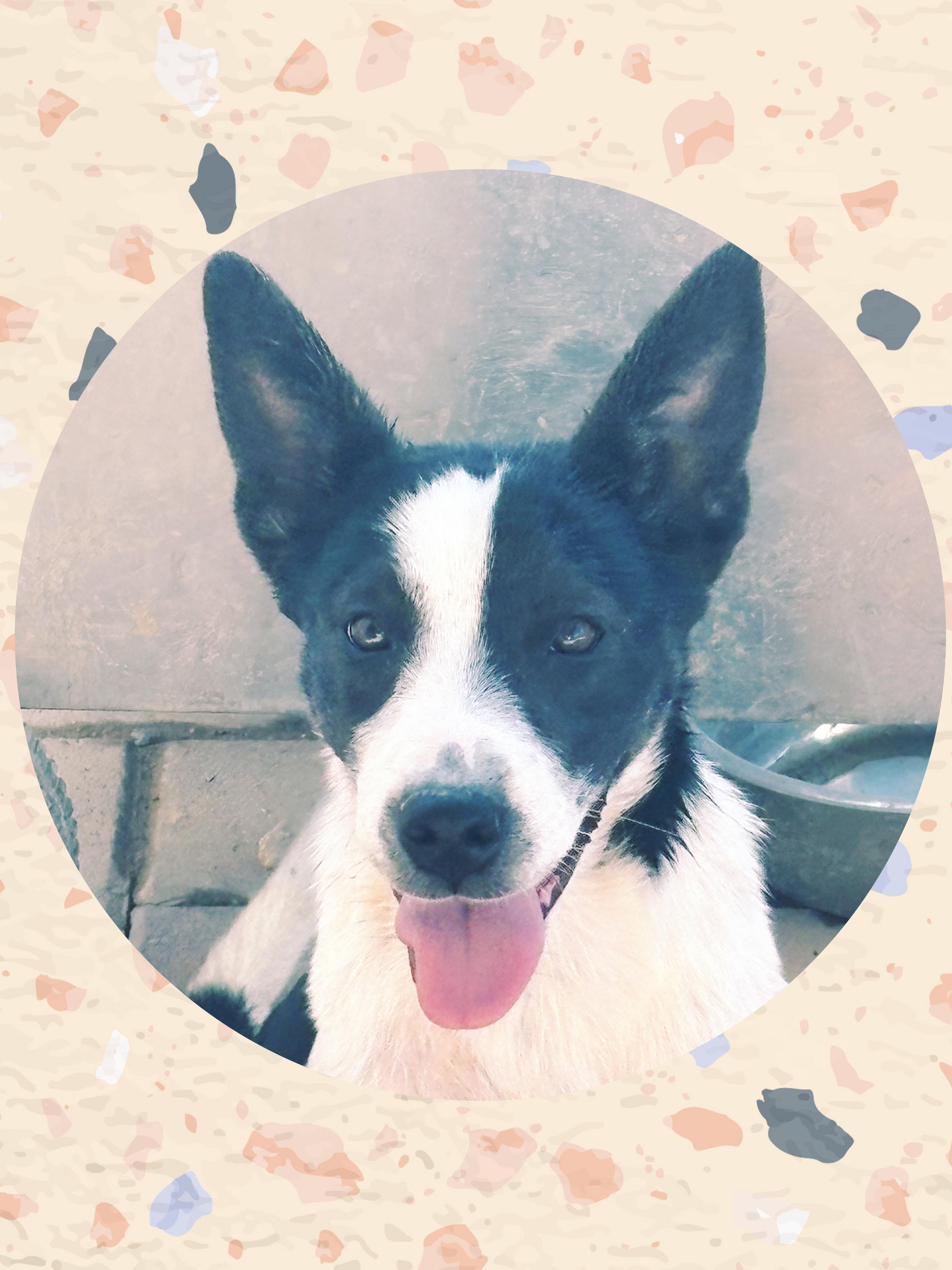 Enlarge MEADOW, a Adoptable mixed breed in Chandler, AZ image 1/3