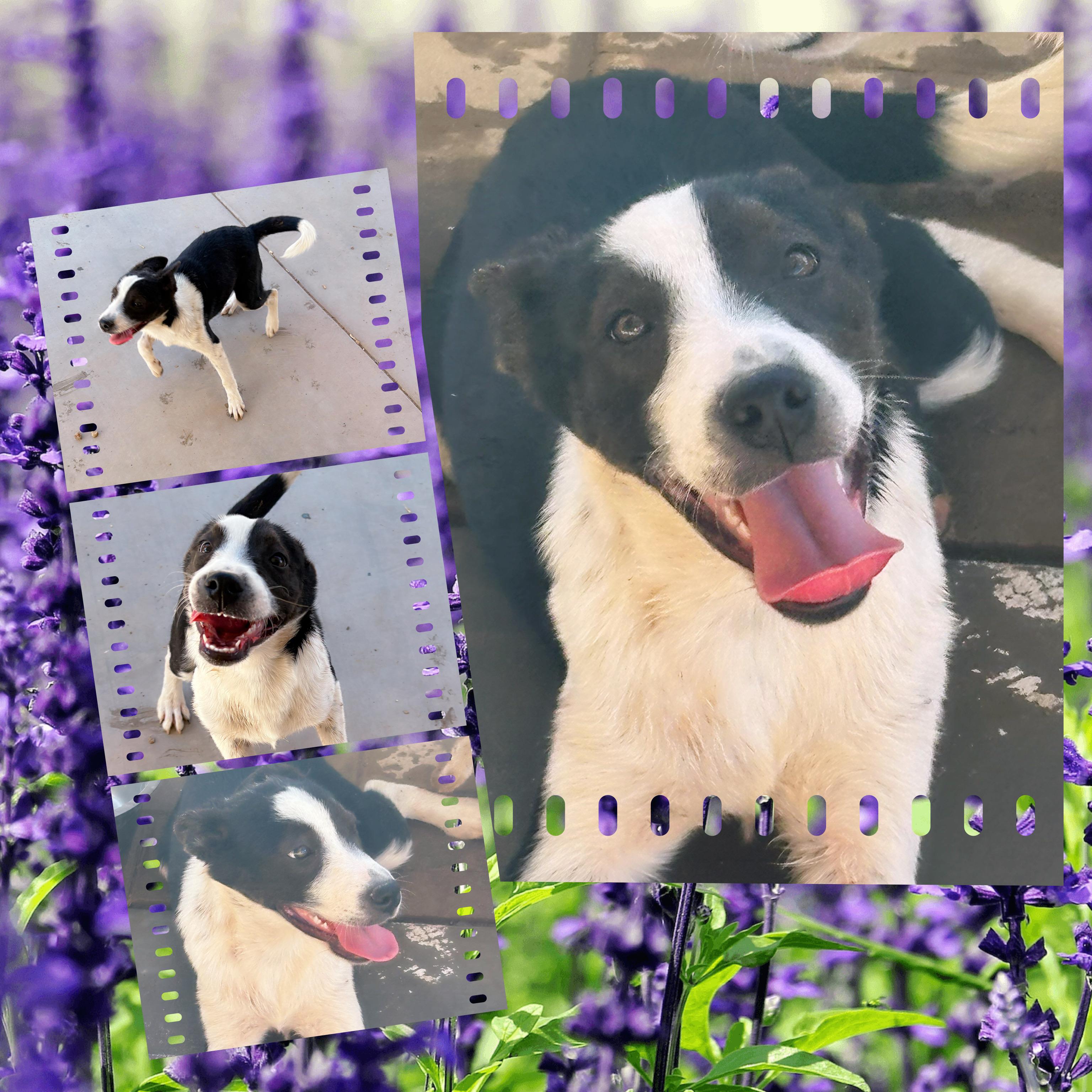 Enlarge MEADOW, a Adoptable mixed breed in Chandler, AZ image 2/3