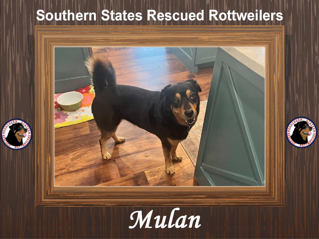 Mulan, an adopted mixed breed in OKlahoma City, OK image 1/6