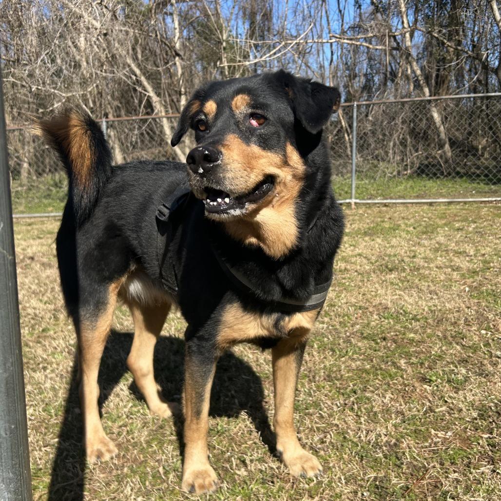 Mulan, an adopted mixed breed in OKlahoma City, OK image 3/6