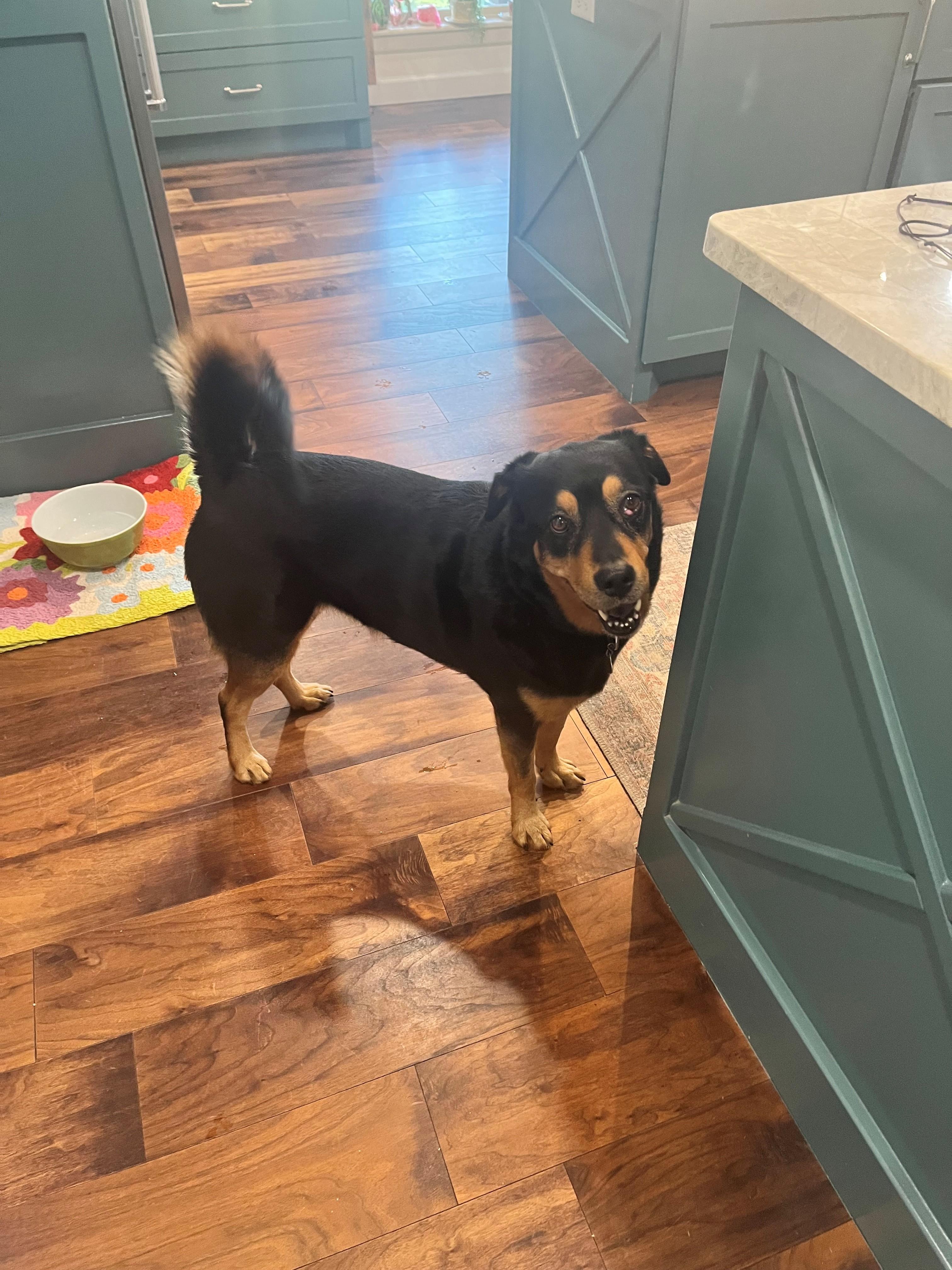 Mulan, an adopted mixed breed in OKlahoma City, OK image 4/6