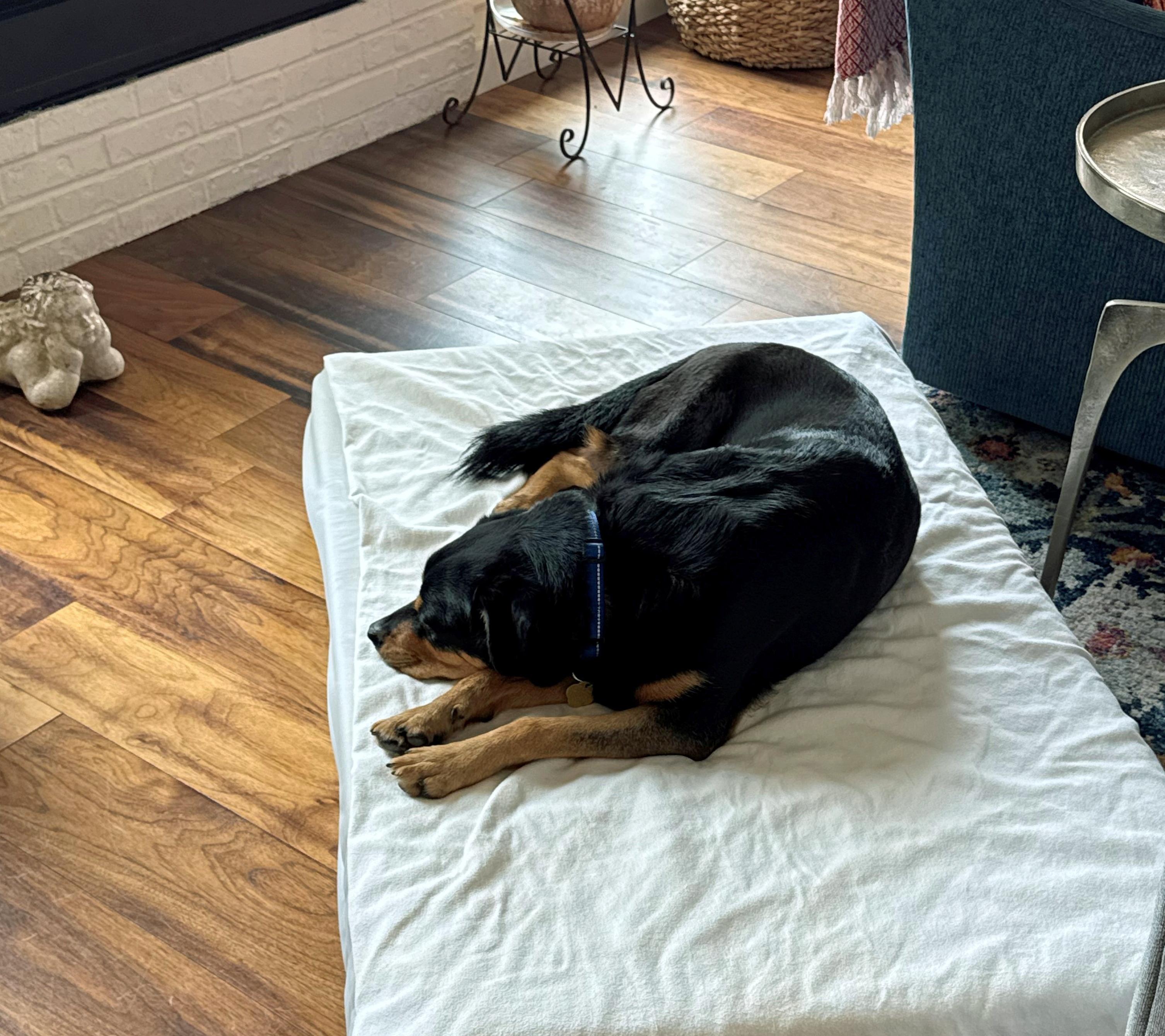 Mulan, an adopted mixed breed in OKlahoma City, OK image 6/6