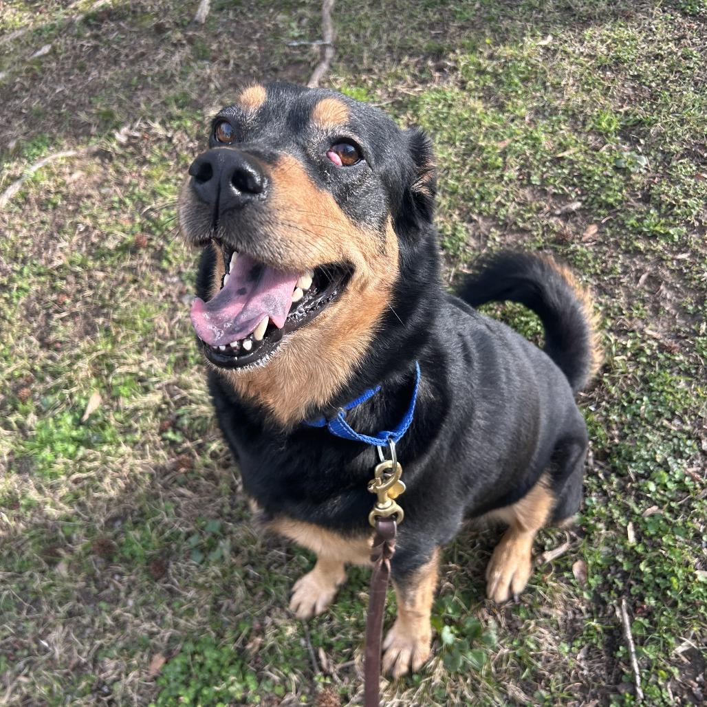 Mulan, an adopted mixed breed in OKlahoma City, OK image 2/6
