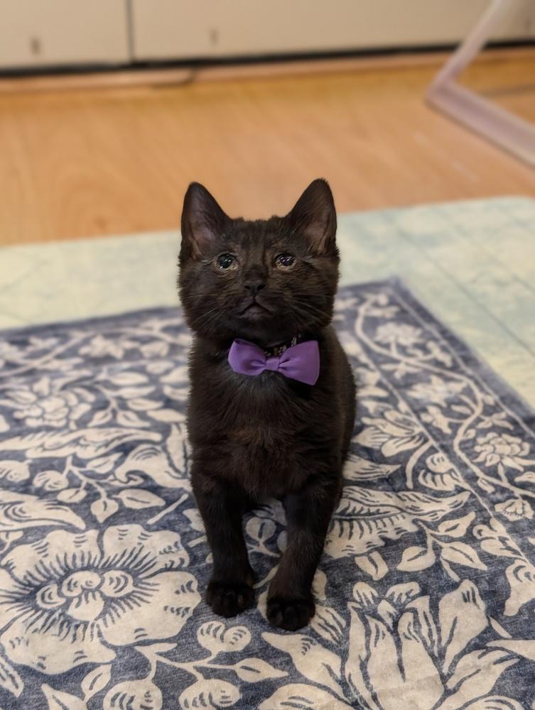 Luisa, Adoptable, Kitten Female Domestic Short Hair.