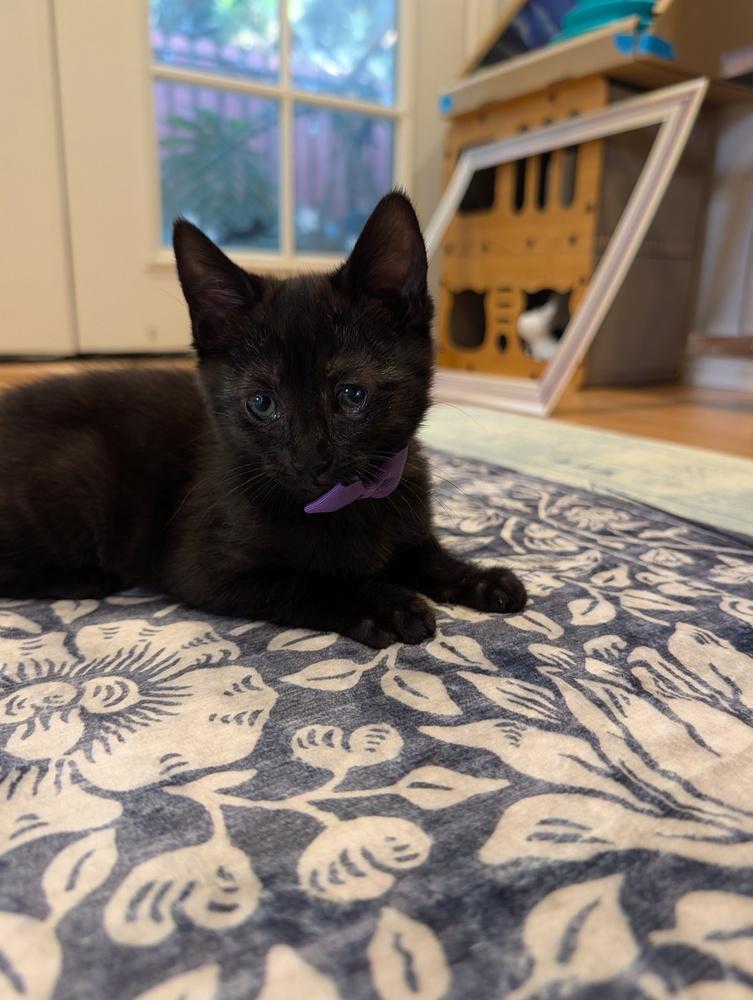 Enlarge Luisa, a Adoptable Domestic Short Hair in Fremont, CA image 2/4