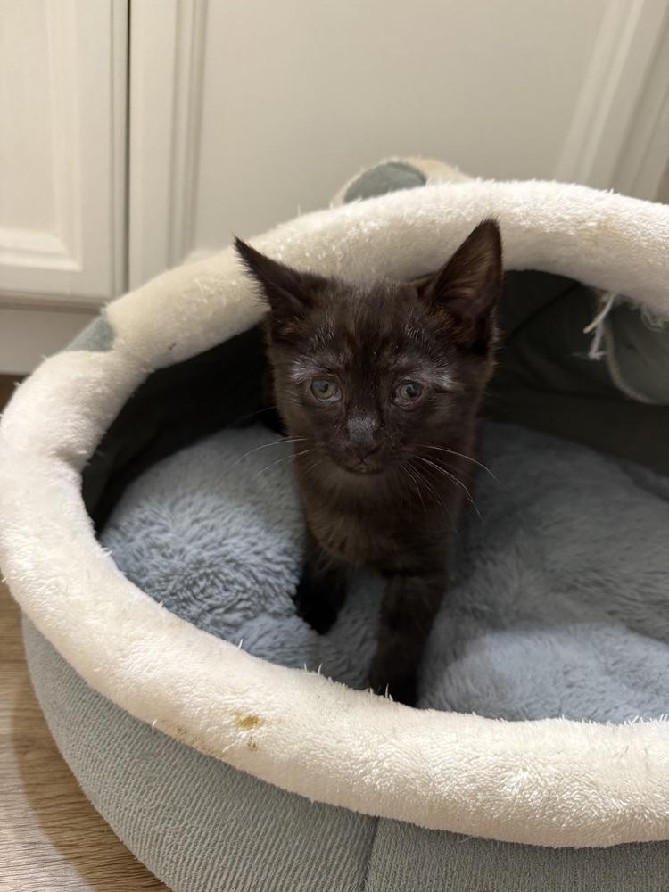 Enlarge Luisa, a Adoptable Domestic Short Hair in Fremont, CA image 3/4