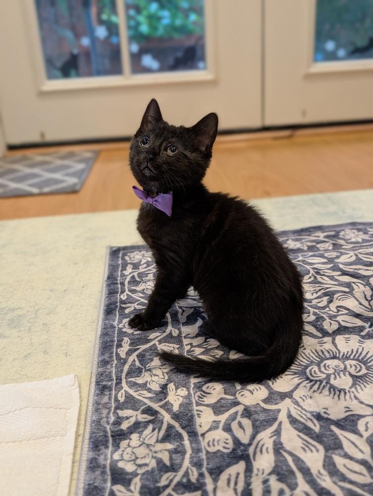 Enlarge Luisa, a Adoptable Domestic Short Hair in Fremont, CA image 4/4