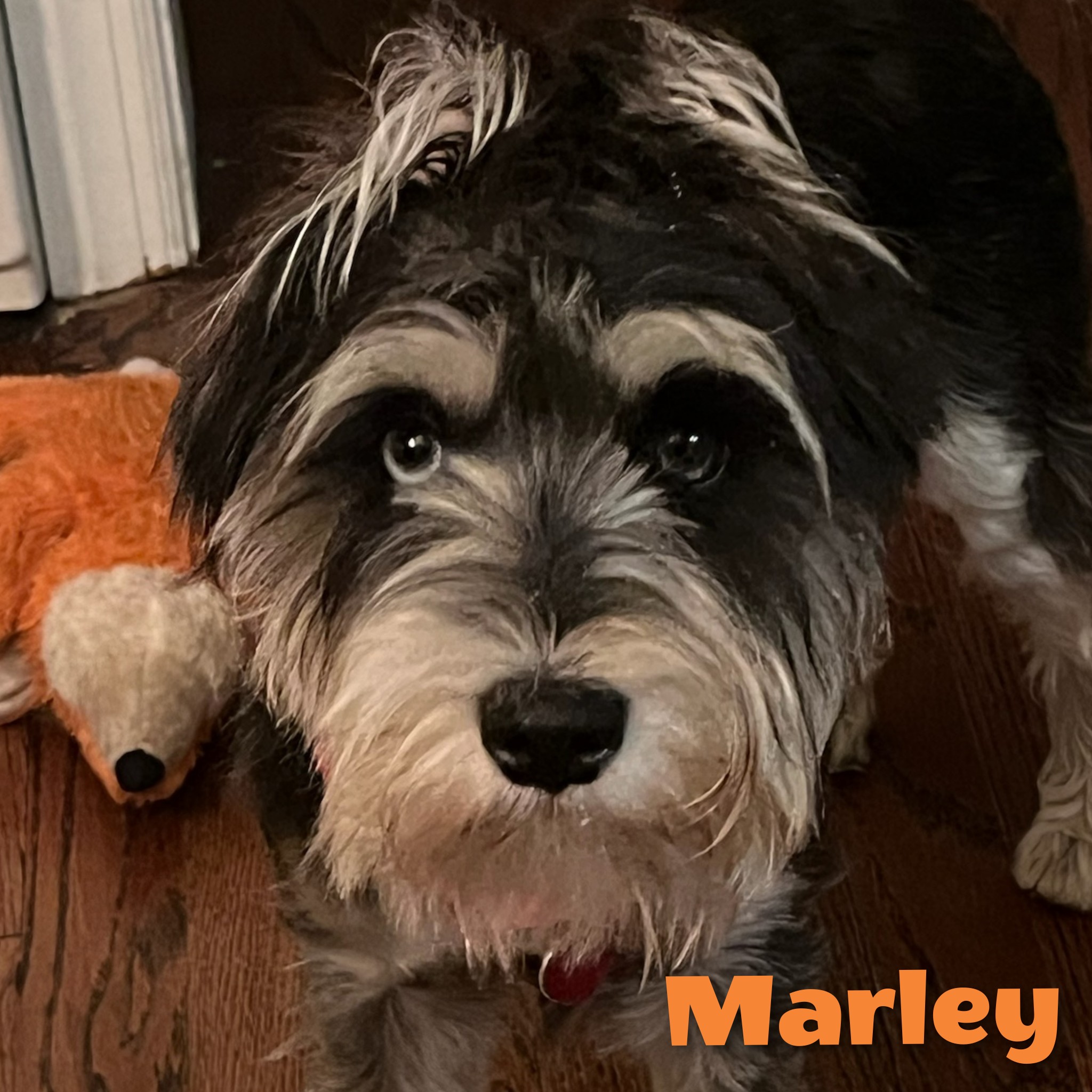 Marley