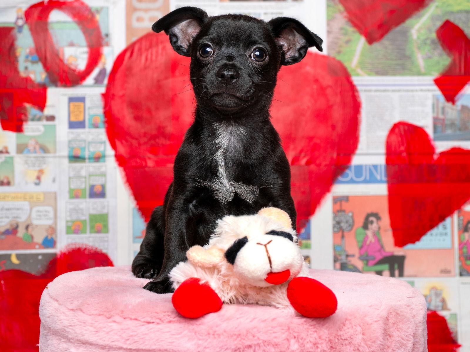 Ledger, Adoptable, Puppy Male Pomeranian & Chihuahua.