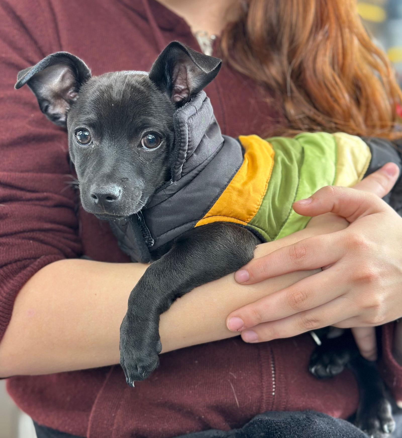 Ledger, Adoptable, Puppy Male Pomeranian & Chihuahua.