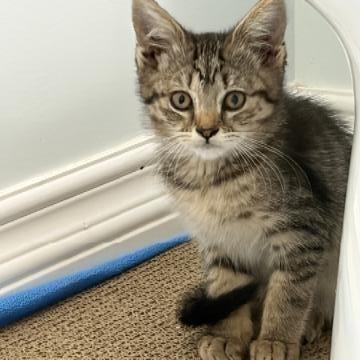 Cardi B, Adoptable, Kitten Female Domestic Short Hair.