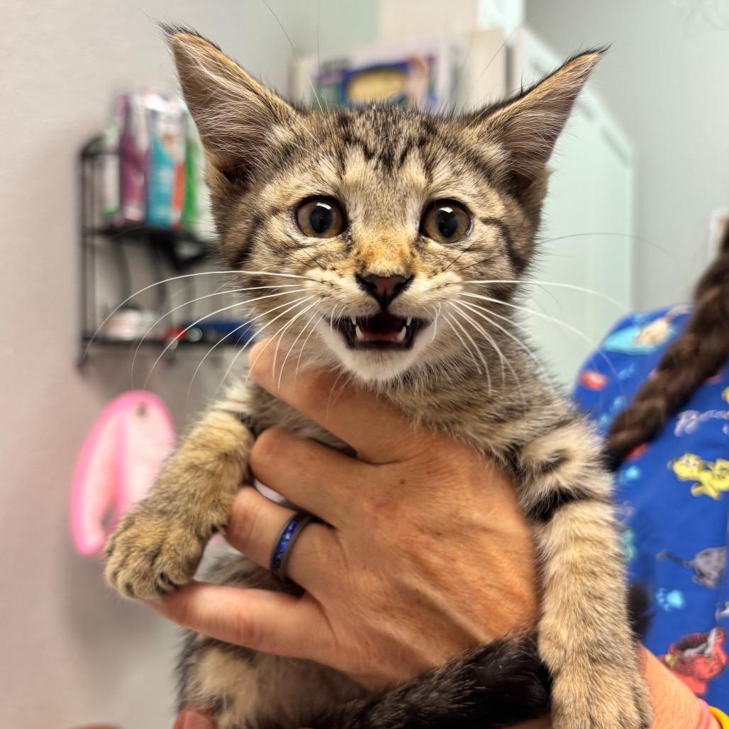 Enlarge Cardi B, a Adoptable Domestic Short Hair in Commerce City, CO image 2/3