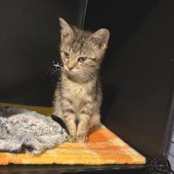 Enlarge Cardi B, a Adoptable Domestic Short Hair in Commerce City, CO image 3/3