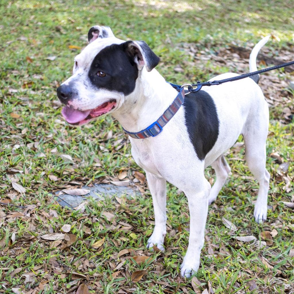 Triton, Adoptable, Adult Male Mixed Breed.