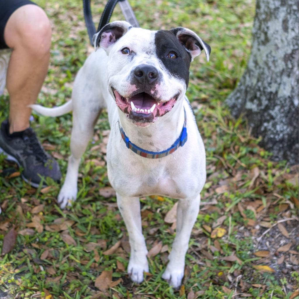 Enlarge Triton, a Adoptable Mixed Breed in Jacksonville, FL image 2/2