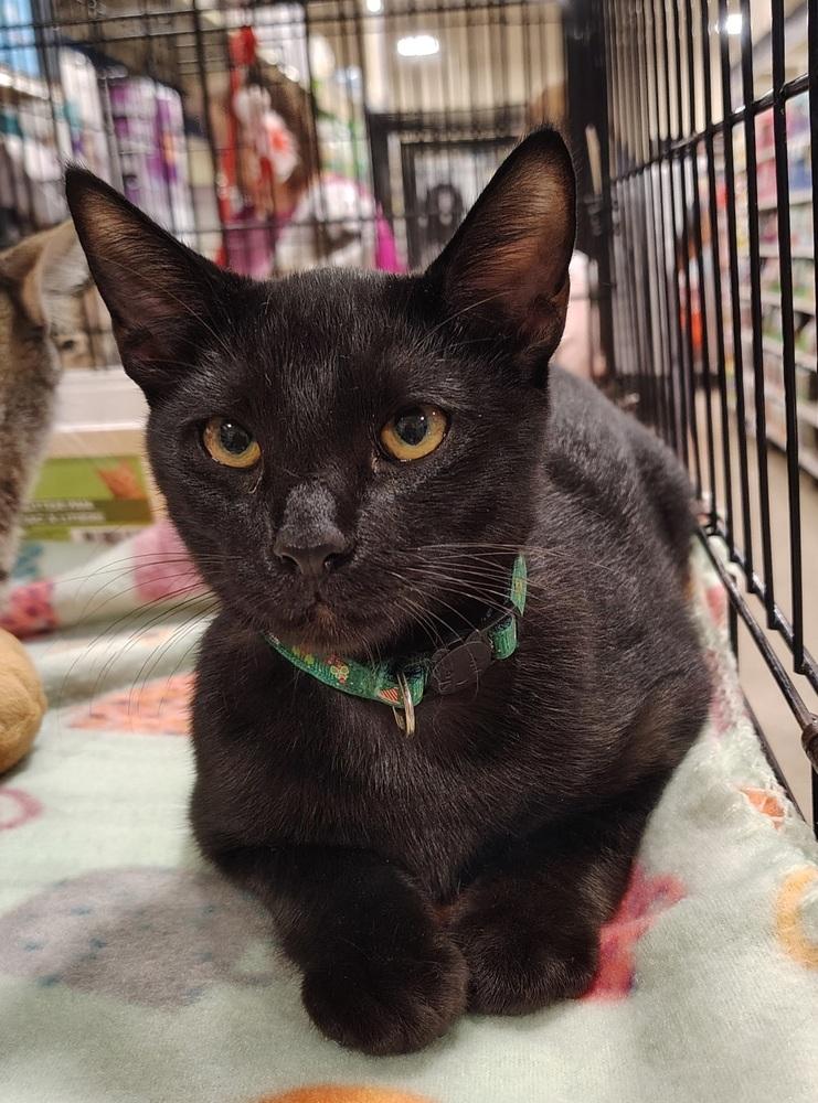 Flo, Adoptable, Kitten Male Domestic Short Hair.