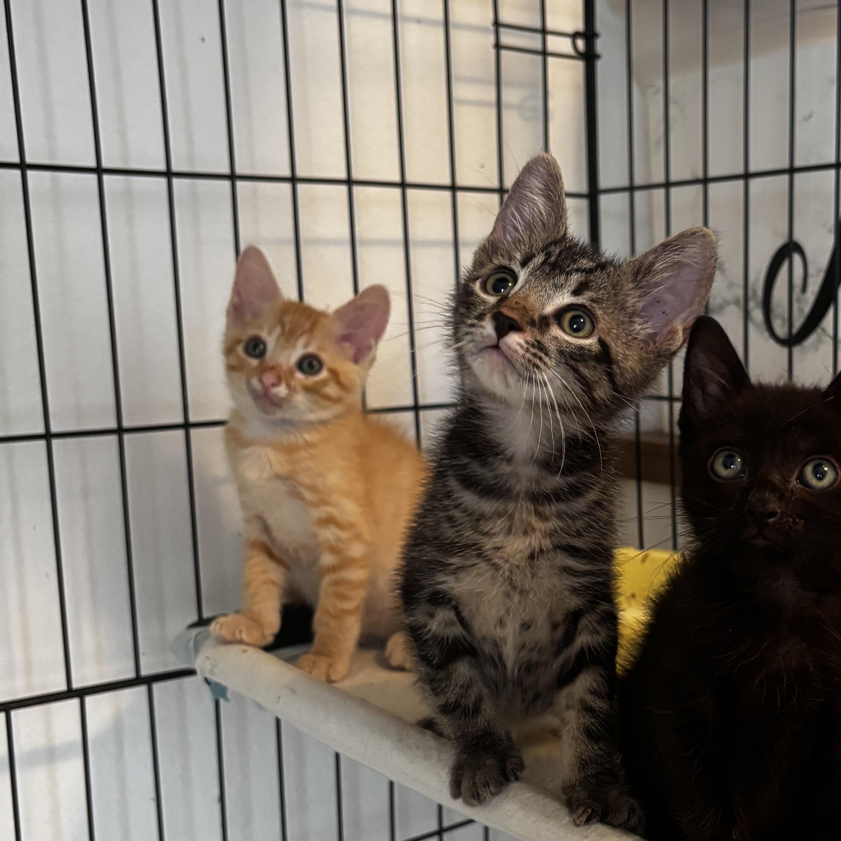 Enlarge Mak, a Adoptable Domestic Short Hair in Honolulu, HI image 2/3
