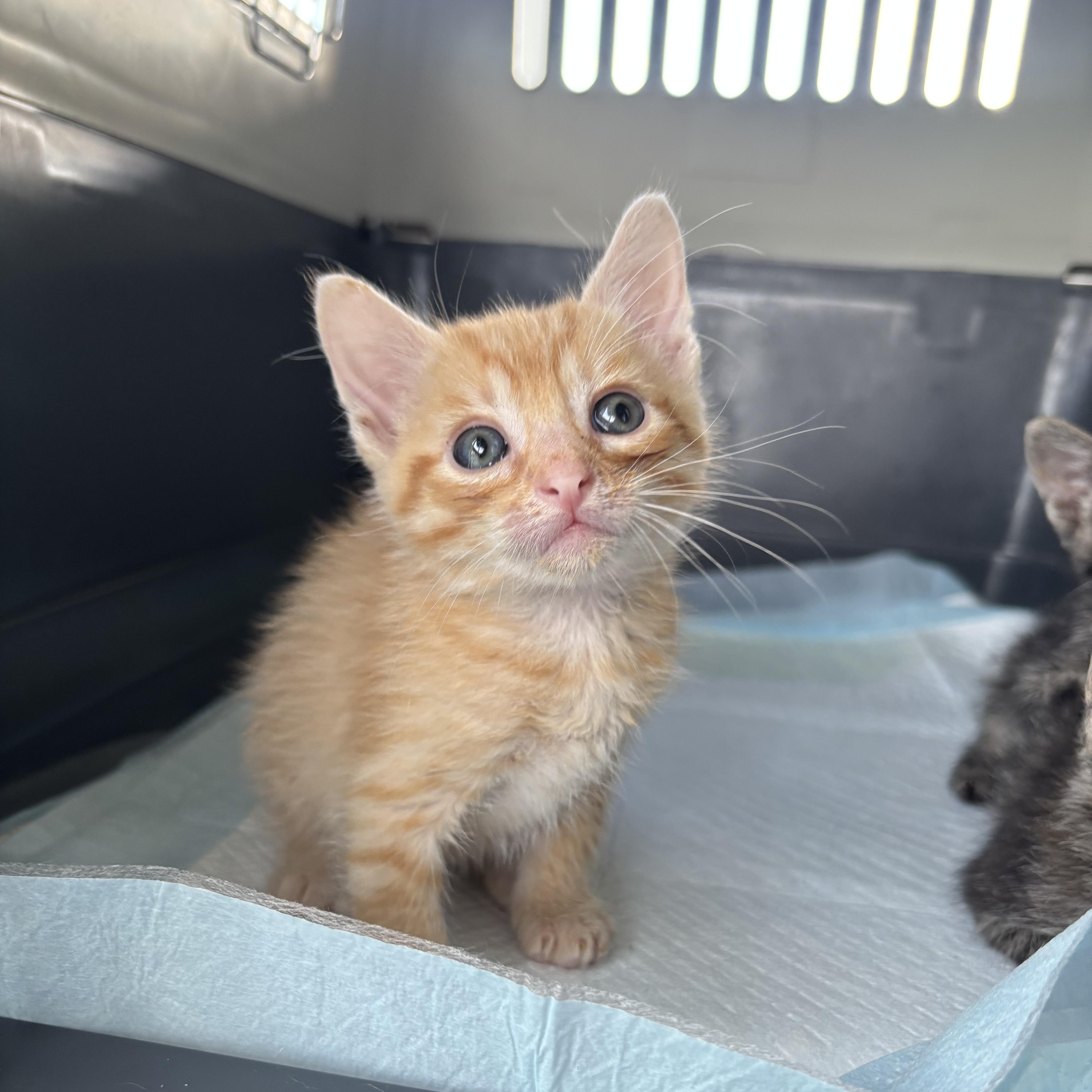 Mak, Adoptable, Kitten Male Domestic Short Hair.