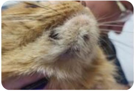 Eids (Edison), Adopted, Adult Male Domestic Medium Hair.