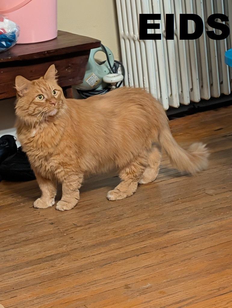 Eids (Edison), a Adopted mixed breed in Owatonna, MN image 2/3
