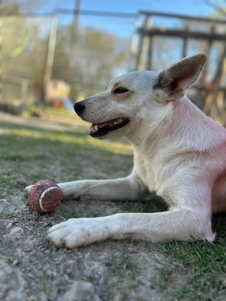 Enlarge Chrissy, a ADOPTABLE Australian Cattle Dog / Blue Heeler in Colleyville, TX image 3/6