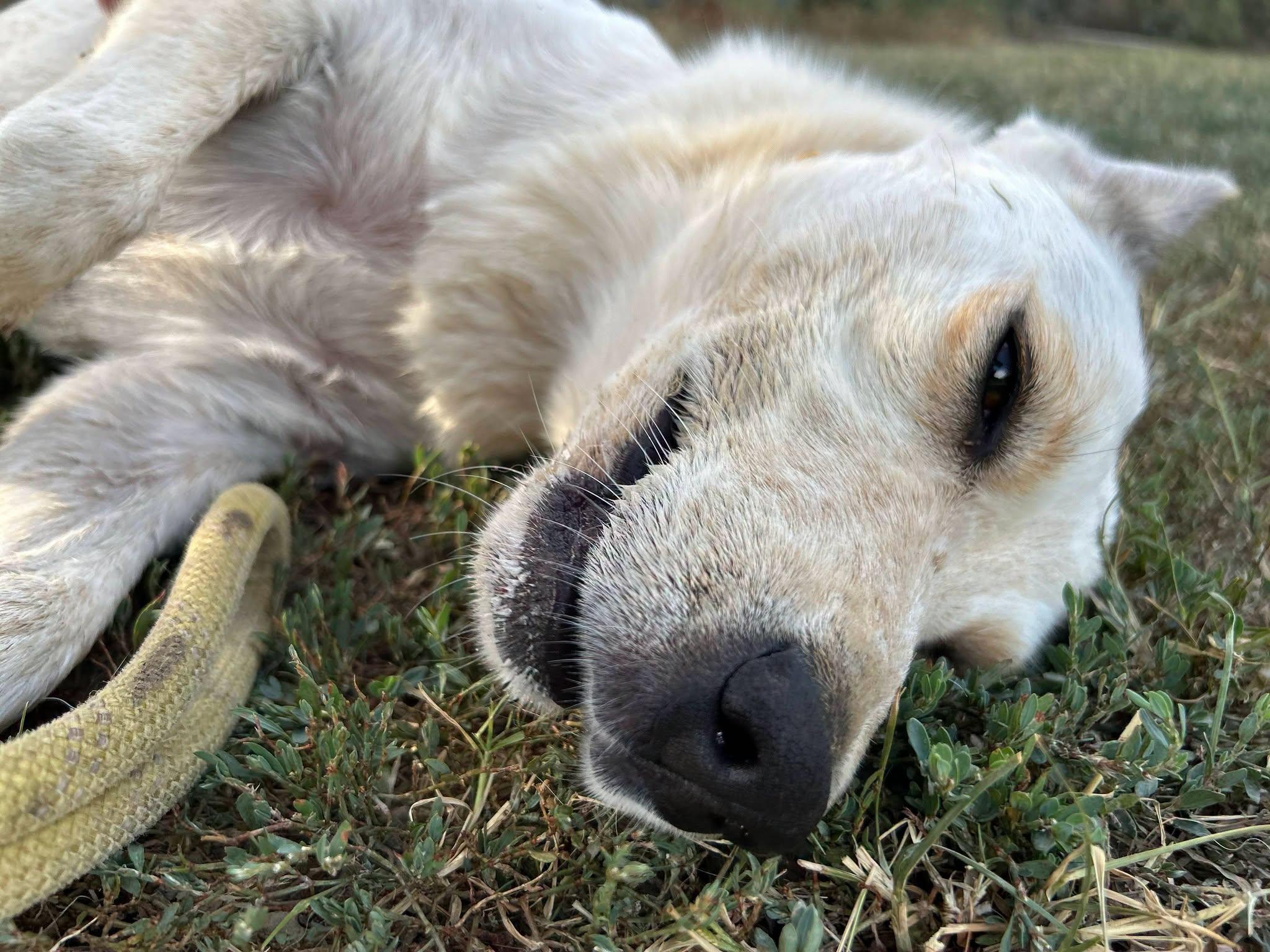 Enlarge Chrissy, a ADOPTABLE Australian Cattle Dog / Blue Heeler in Colleyville, TX image 4/6