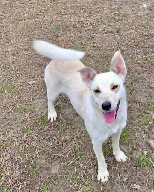 Enlarge Chrissy, a ADOPTABLE Australian Cattle Dog / Blue Heeler in Colleyville, TX image 5/6