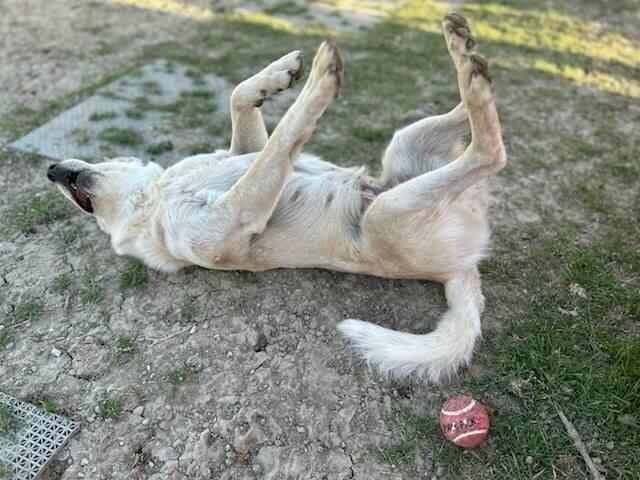 Enlarge Chrissy, a ADOPTABLE Australian Cattle Dog / Blue Heeler in Colleyville, TX image 2/6