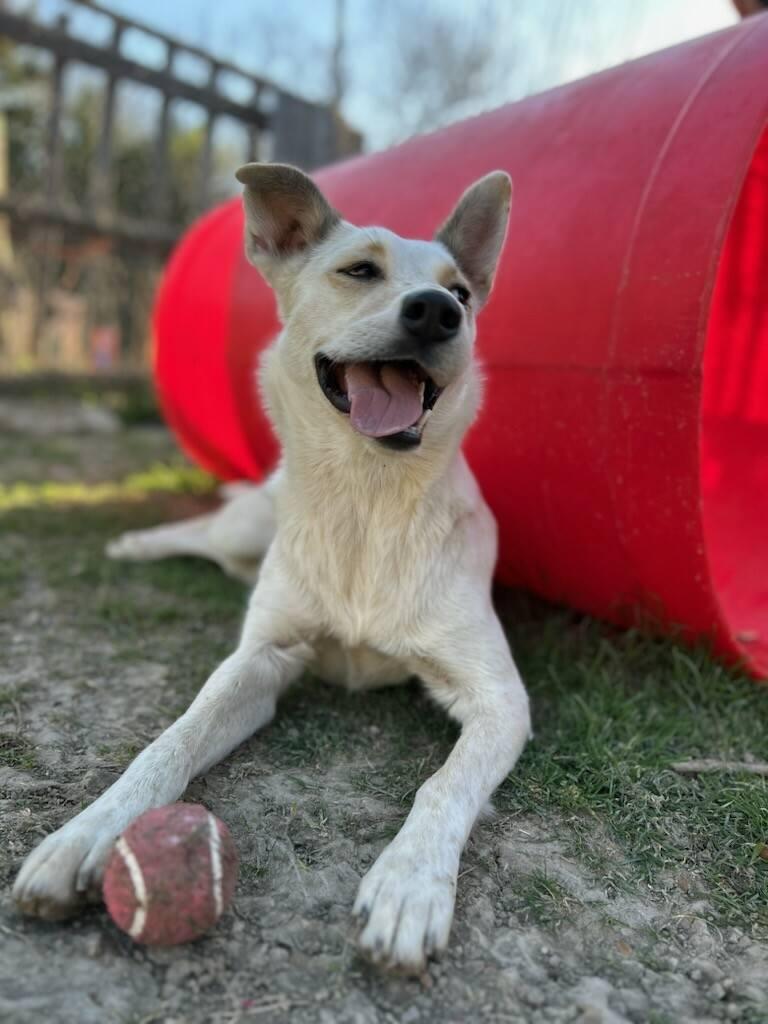 Chrissy, ADOPTABLE, Adult Female Australian Cattle Dog / Blue Heeler.