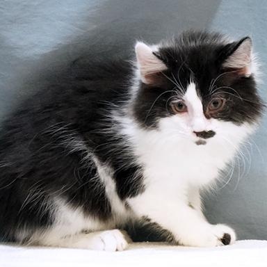Enlarge Casper, a Adoptable mixed breed in Maynardville, TN image 1/1