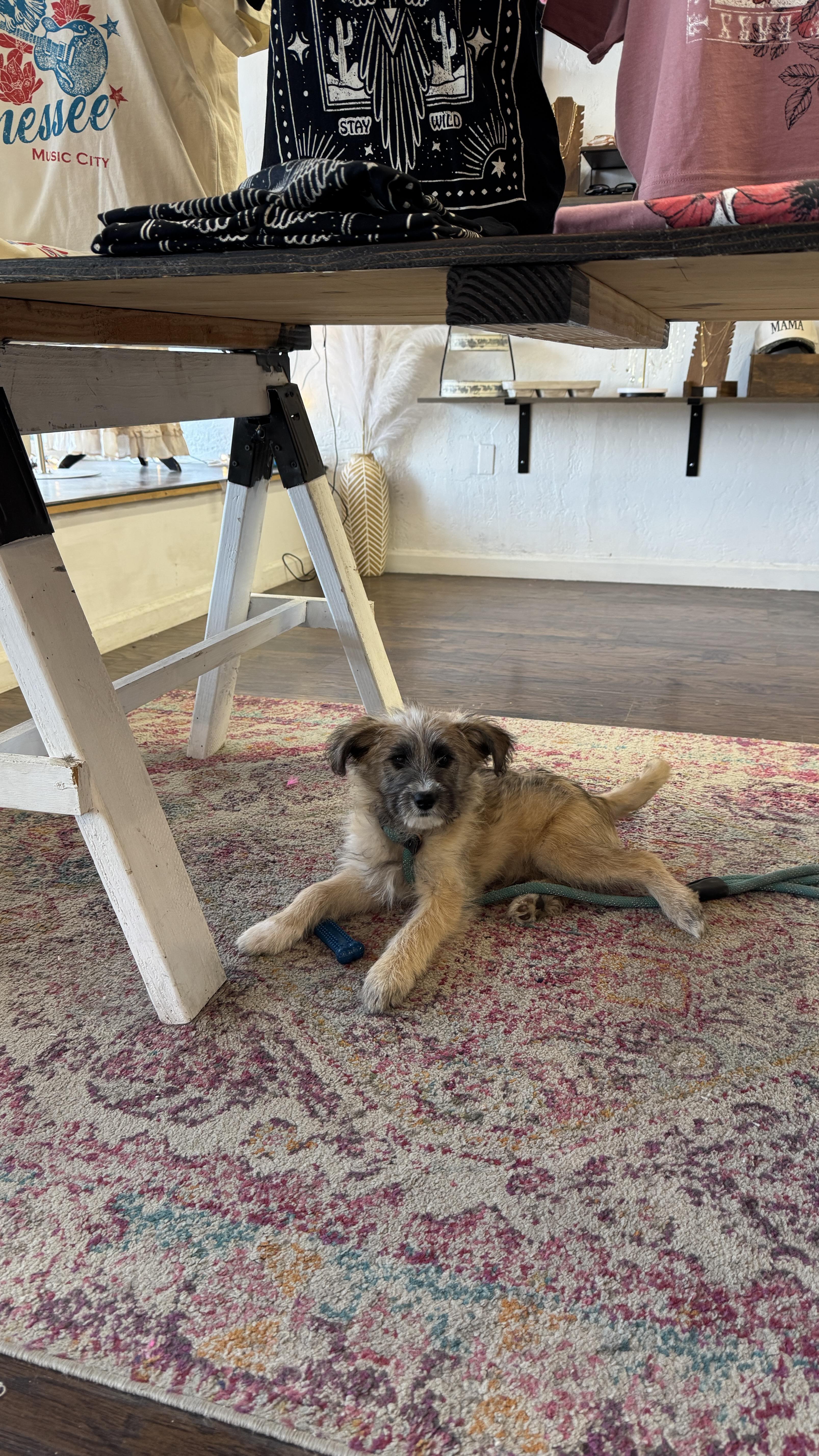 Enlarge Winnie Wildflower, an adopted mixed breed in Lacey, WA image 6/6