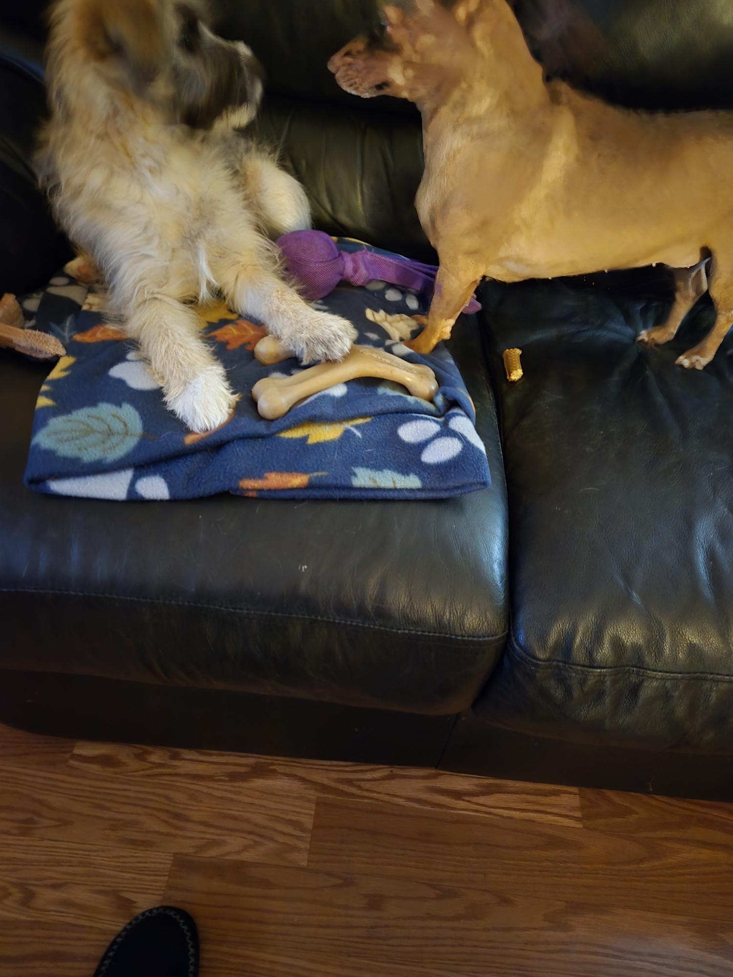 Enlarge Winnie Wildflower, an adopted mixed breed in Lacey, WA image 5/6