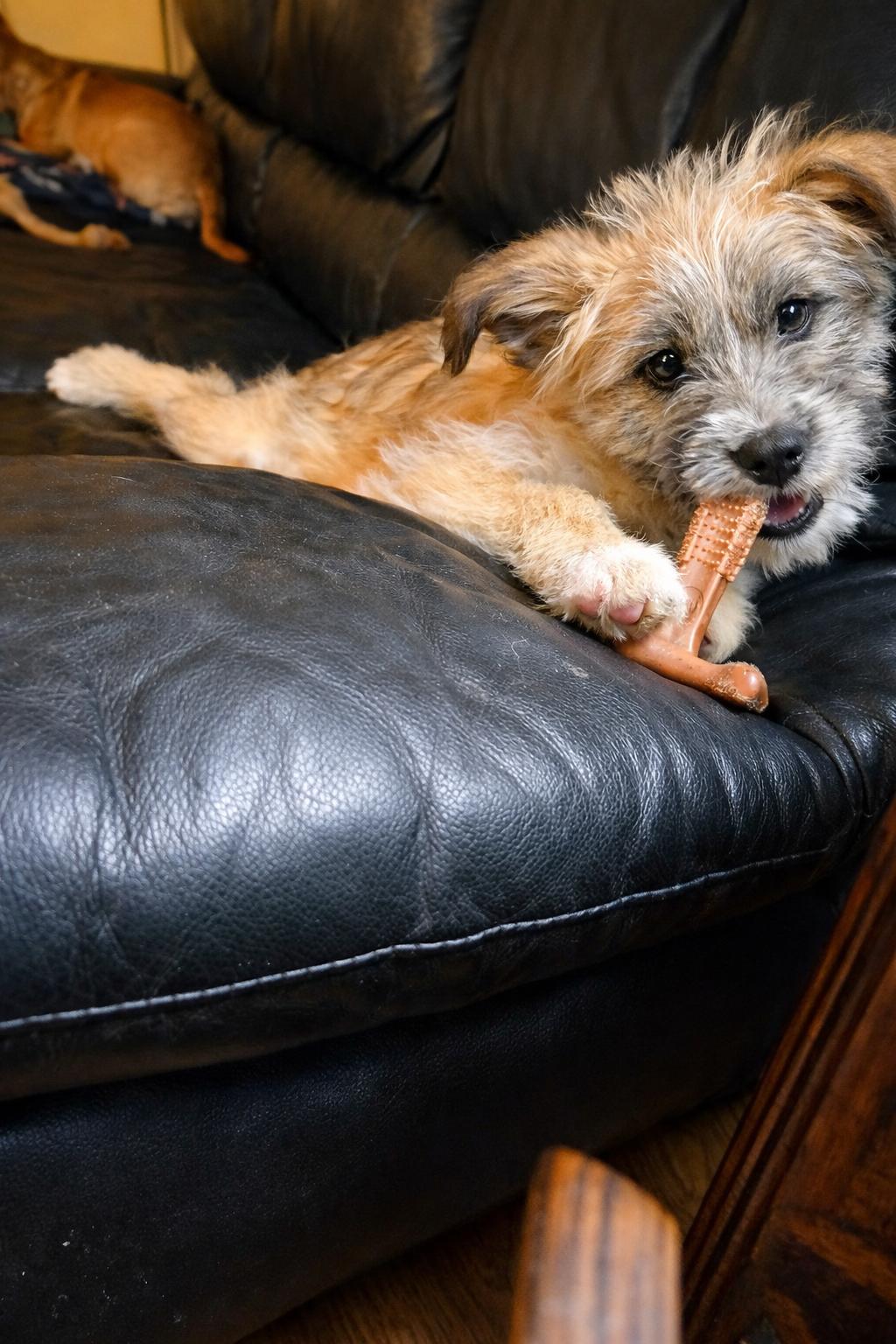 Enlarge Winnie Wildflower, an adopted mixed breed in Lacey, WA image 2/6