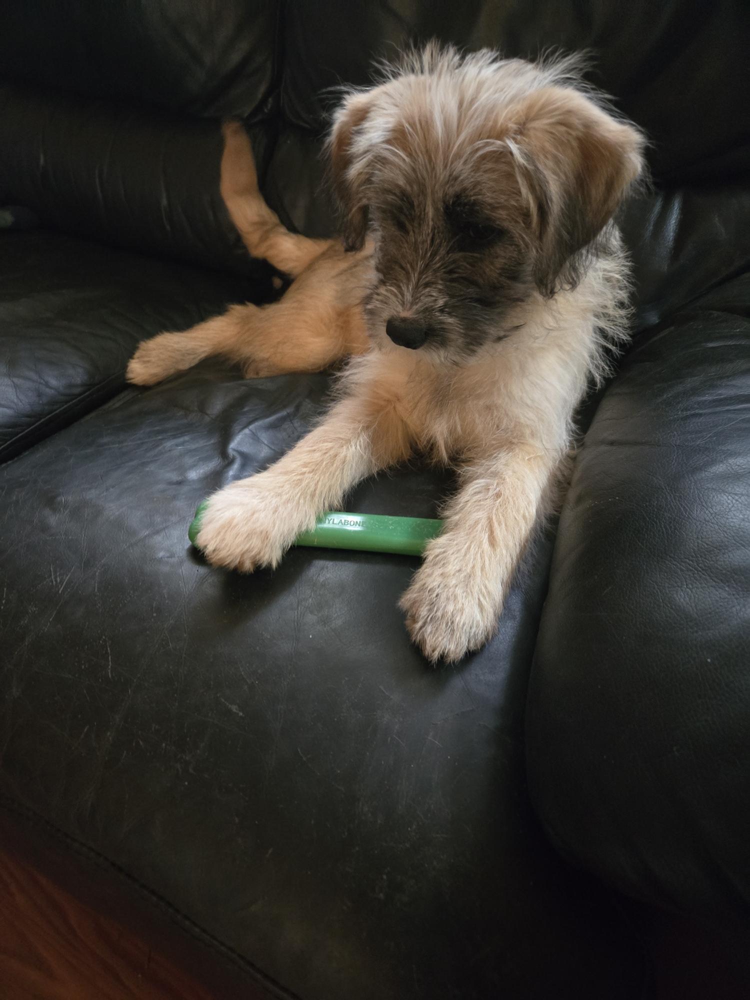 Enlarge Winnie Wildflower, an adopted mixed breed in Lacey, WA image 4/6