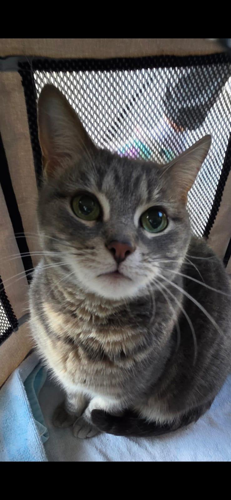 Enlarge Gracie, a Adoptable Tabby in North Bergen, NJ image 1/4