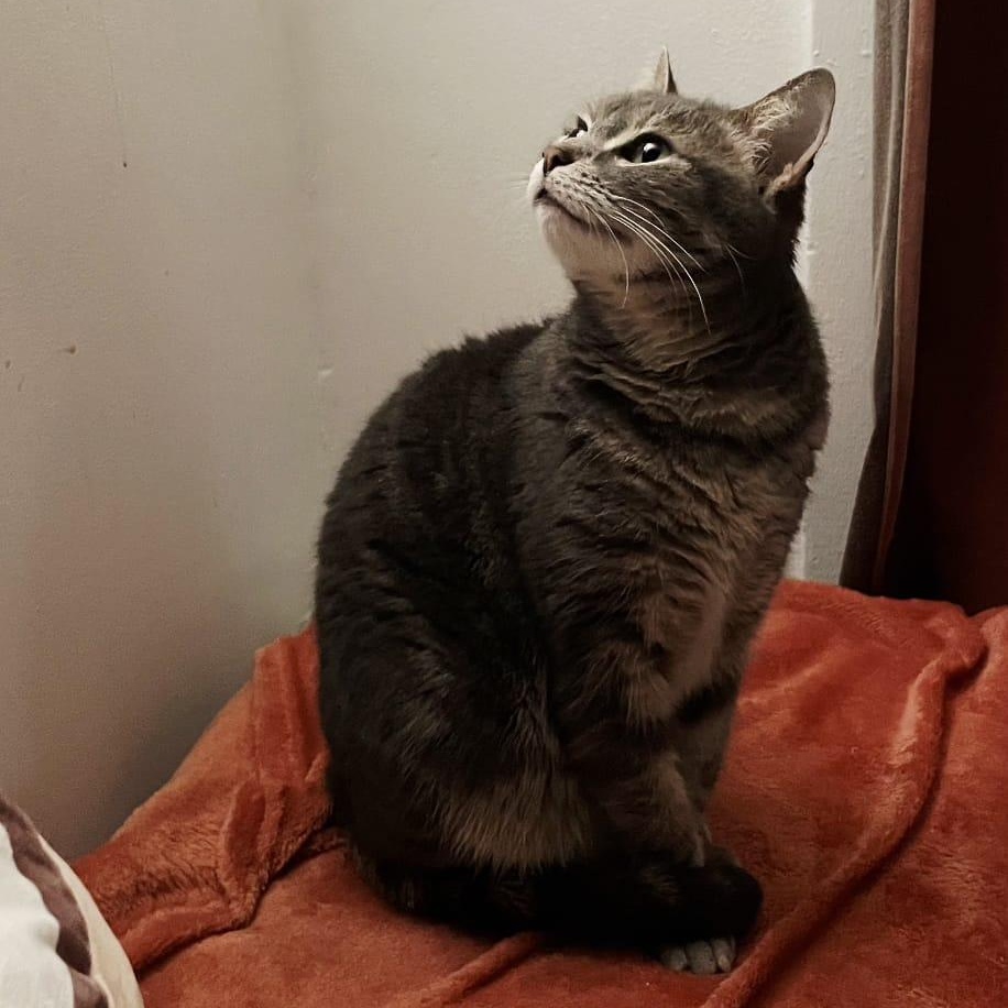 Enlarge Gracie, a Adoptable Tabby in North Bergen, NJ image 3/4