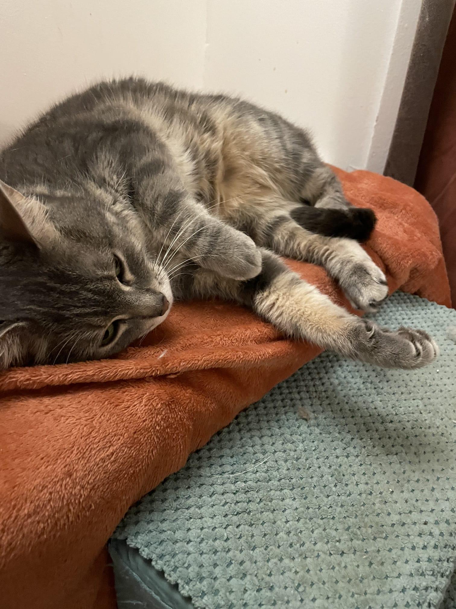 Enlarge Gracie, a Adoptable Tabby in North Bergen, NJ image 2/4