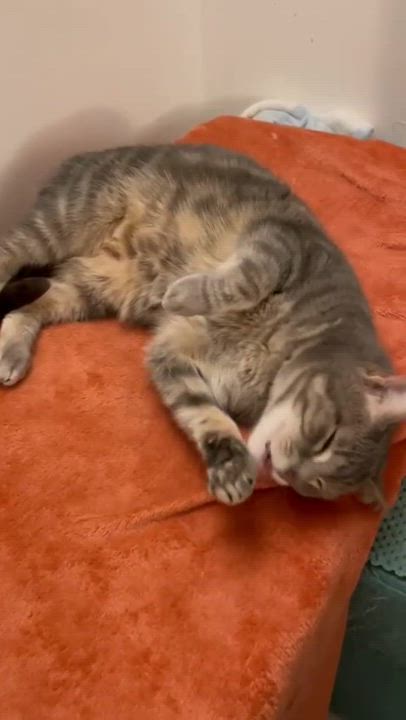Enlarge Gracie, a Adoptable Tabby in North Bergen, NJ video 4/4