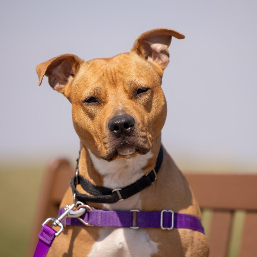 Enlarge Shawny, a Adoptable Mixed Breed in Waukesha, WI image 1/6