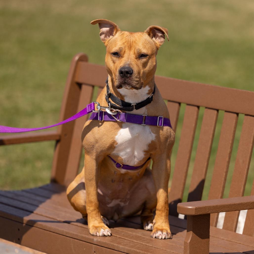 Enlarge Shawny, a Adoptable Mixed Breed in Waukesha, WI image 2/6