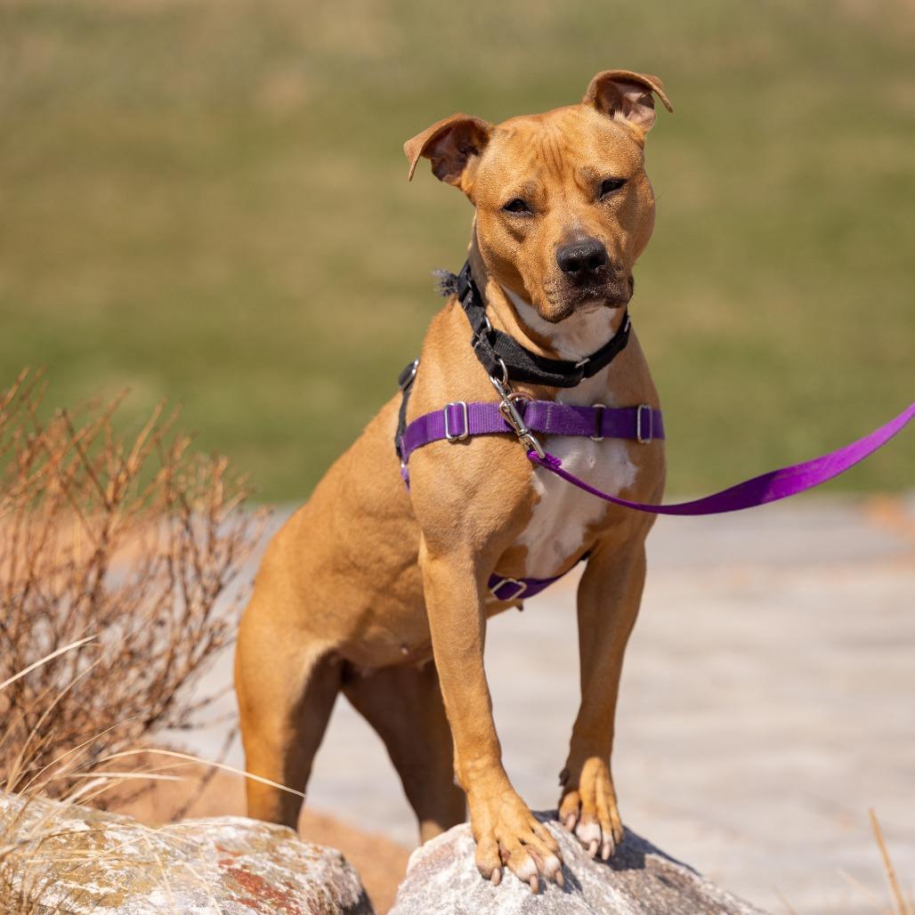 Enlarge Shawny, a Adoptable Mixed Breed in Waukesha, WI image 3/6