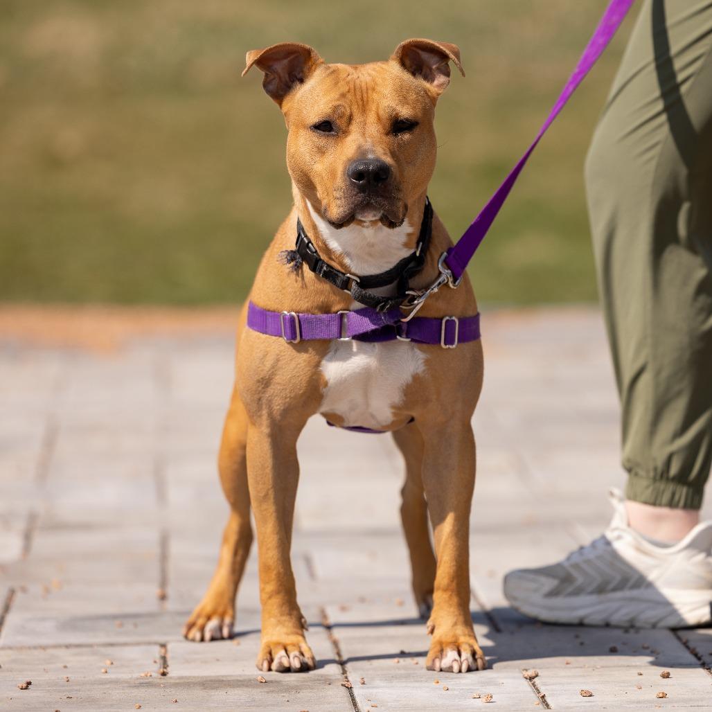 Enlarge Shawny, a Adoptable Mixed Breed in Waukesha, WI image 4/6