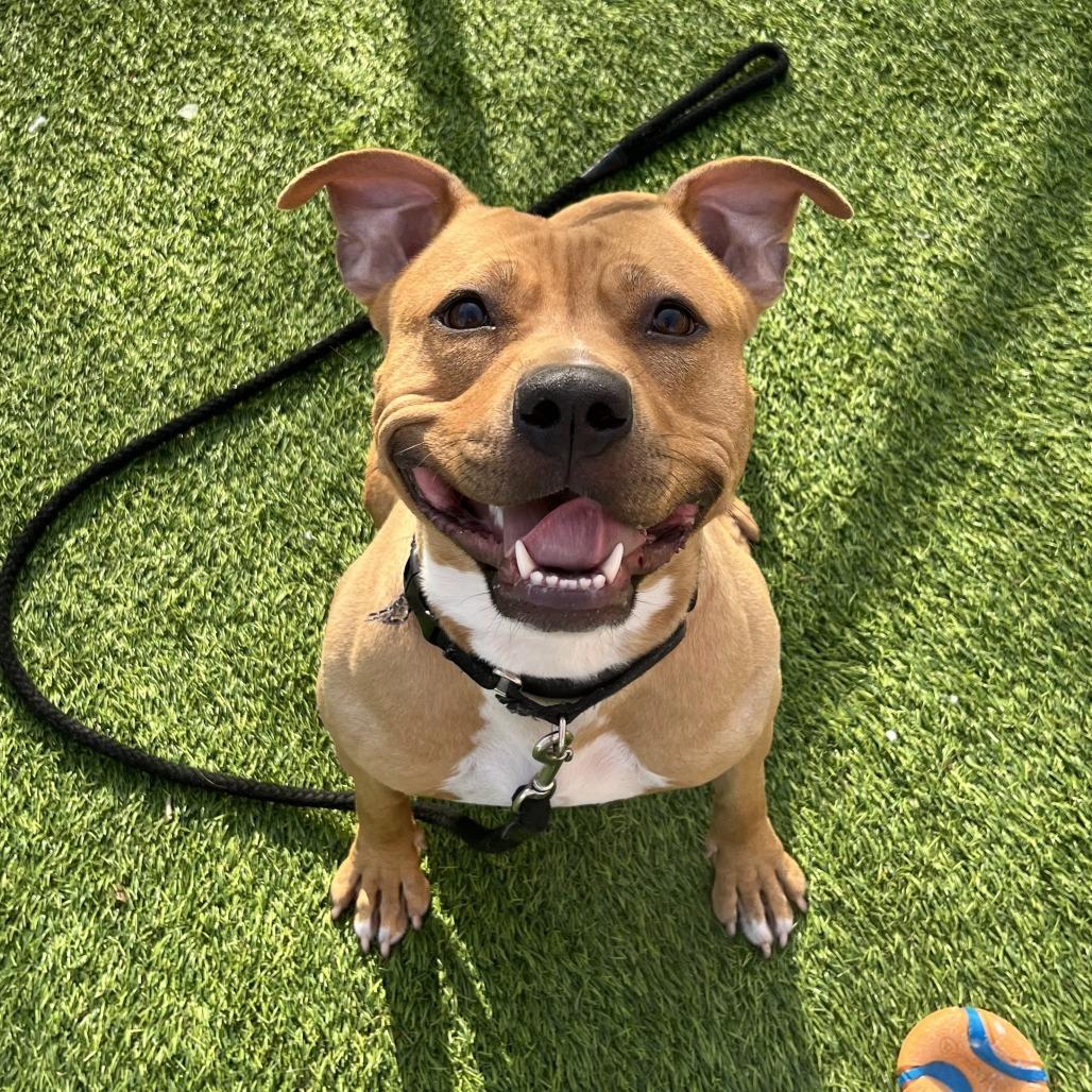 Enlarge Shawny, a Adoptable Mixed Breed in Waukesha, WI image 6/6