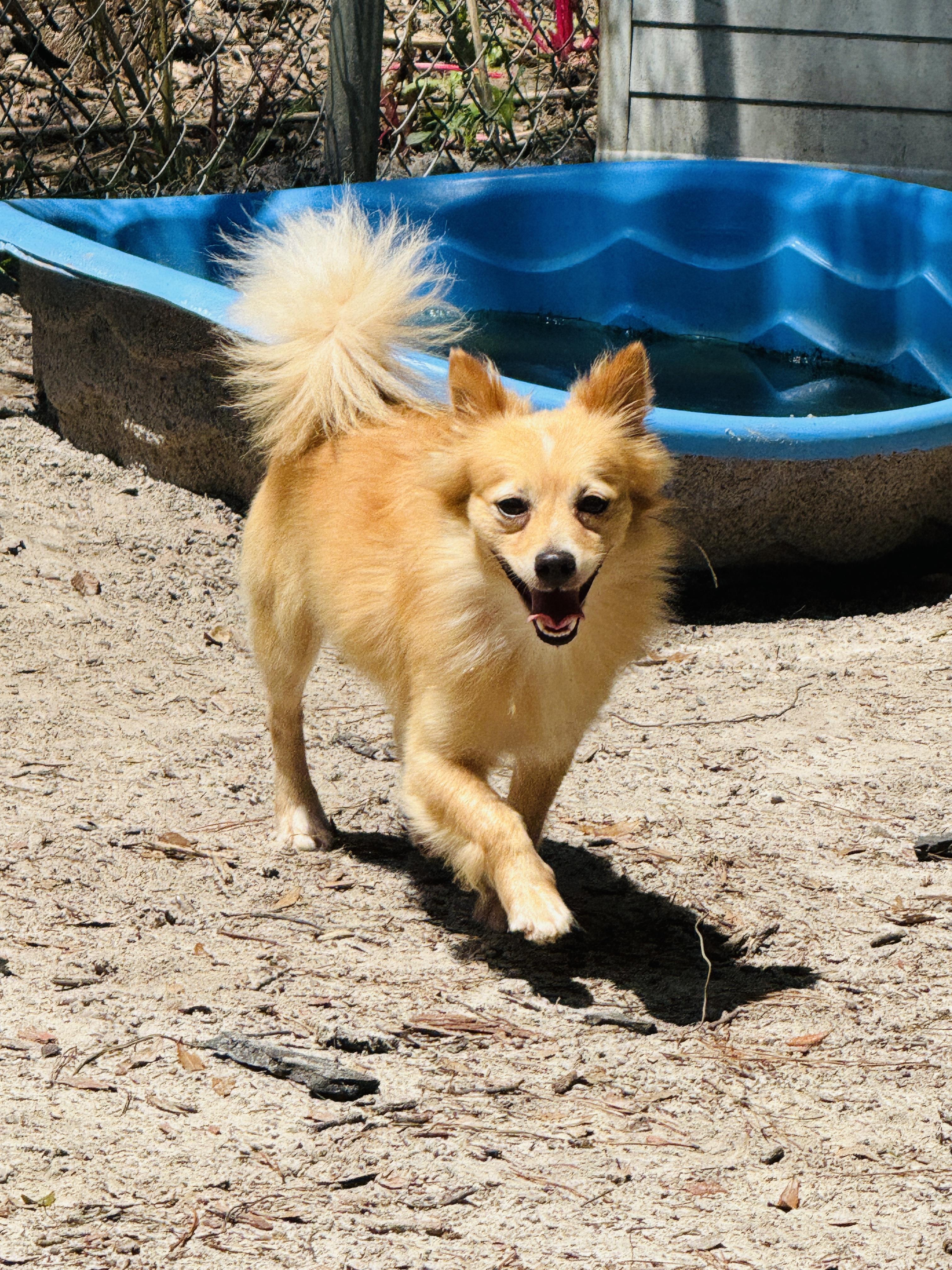Frasier, an adopted mixed breed in Jacksonville, FL image 3/3