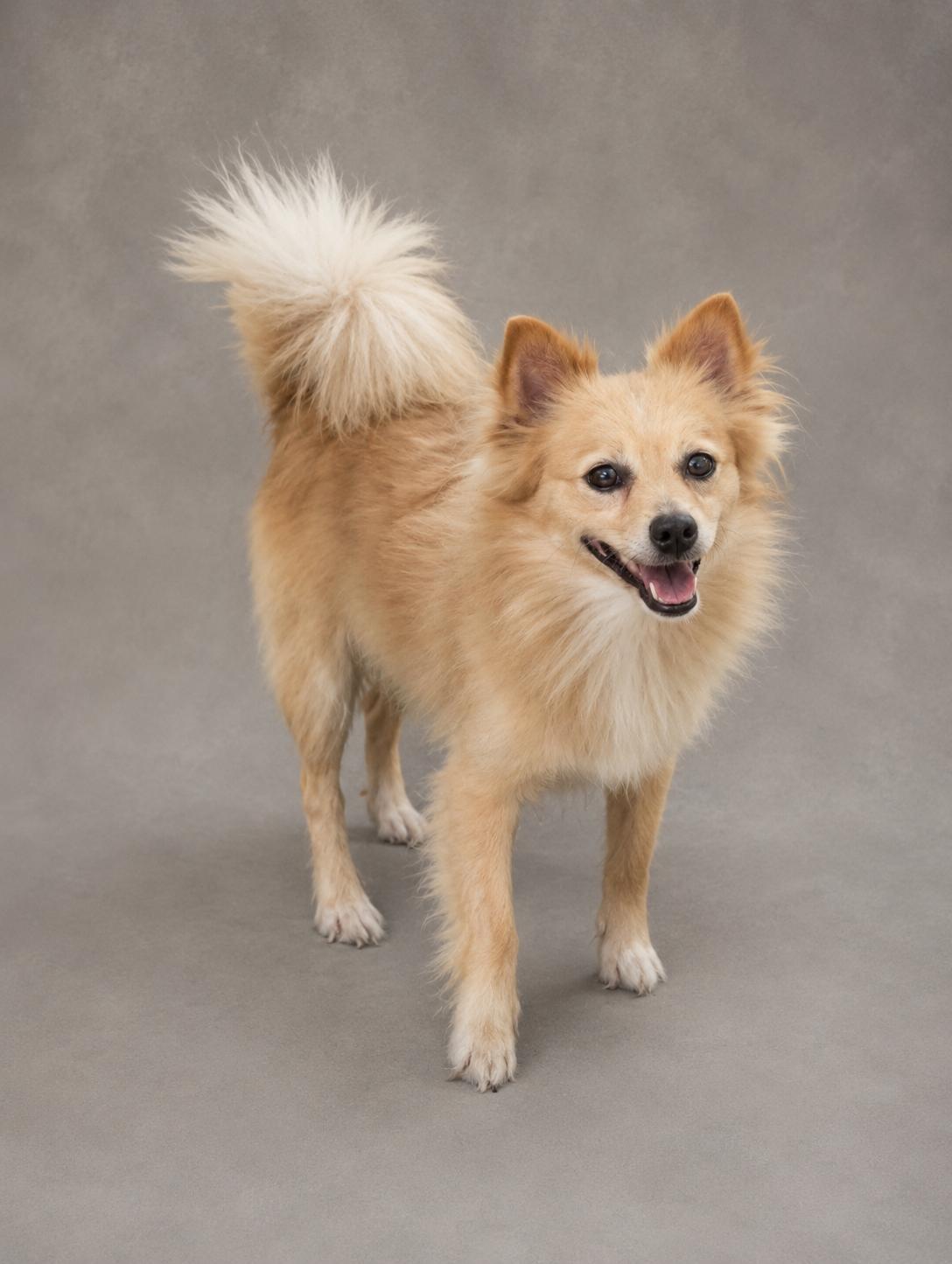 Frasier, an adopted mixed breed in Jacksonville, FL image 1/3