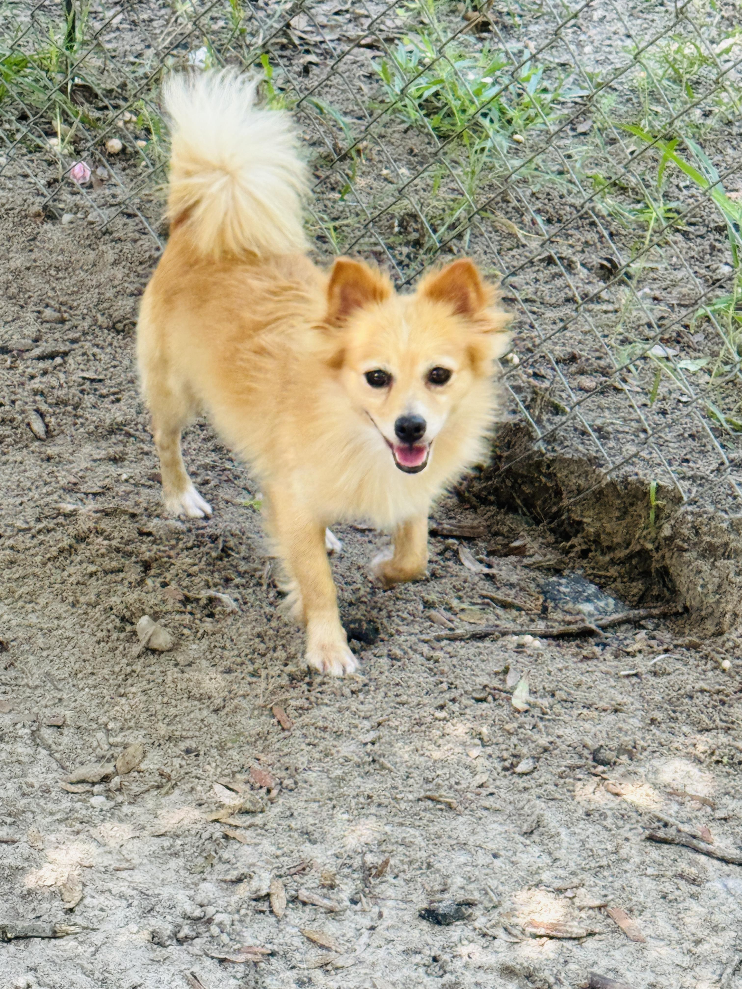Frasier, an adopted mixed breed in Jacksonville, FL image 2/3