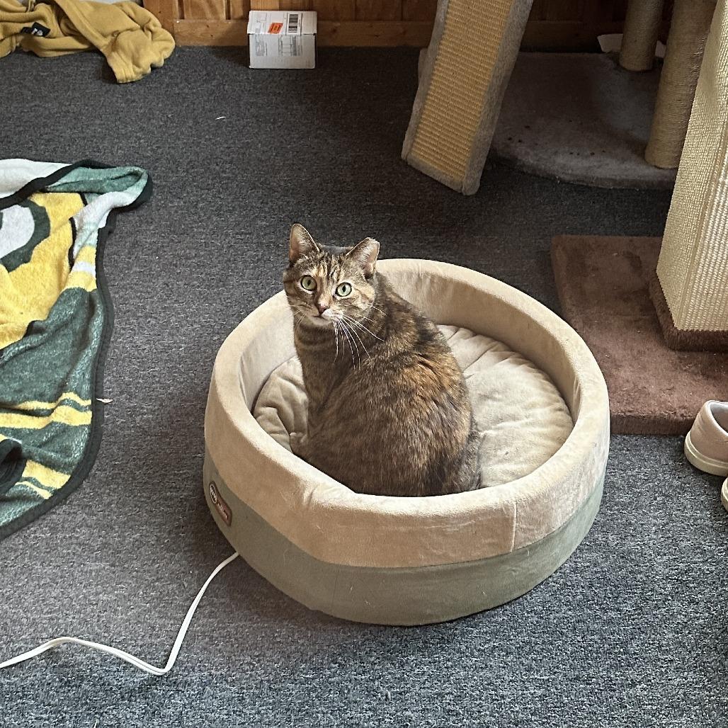 Kotake, Adoptable, Adult Female Domestic Short Hair.