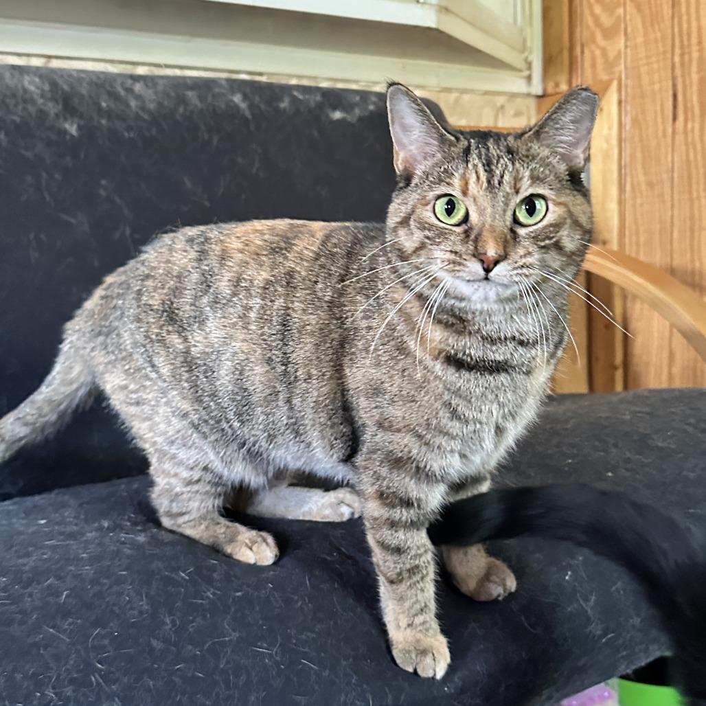 Kotake, Adoptable, Adult Female Domestic Short Hair.